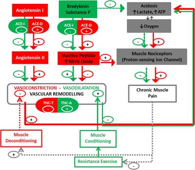 Does a Better Perfusion of Deconditioned Muscle Tissue Release Chronic Low Back Pain?